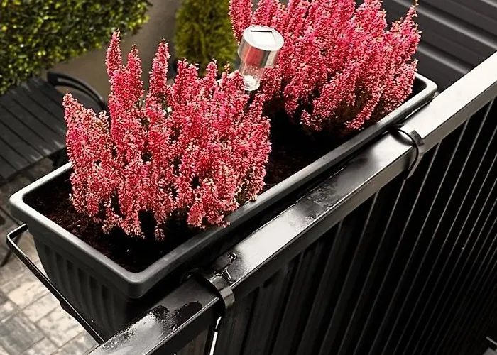 Apartman & Garden Madonna - Petunilor Craiova